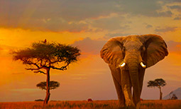 Africa